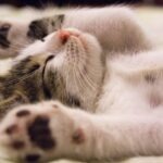 Gato descansando
